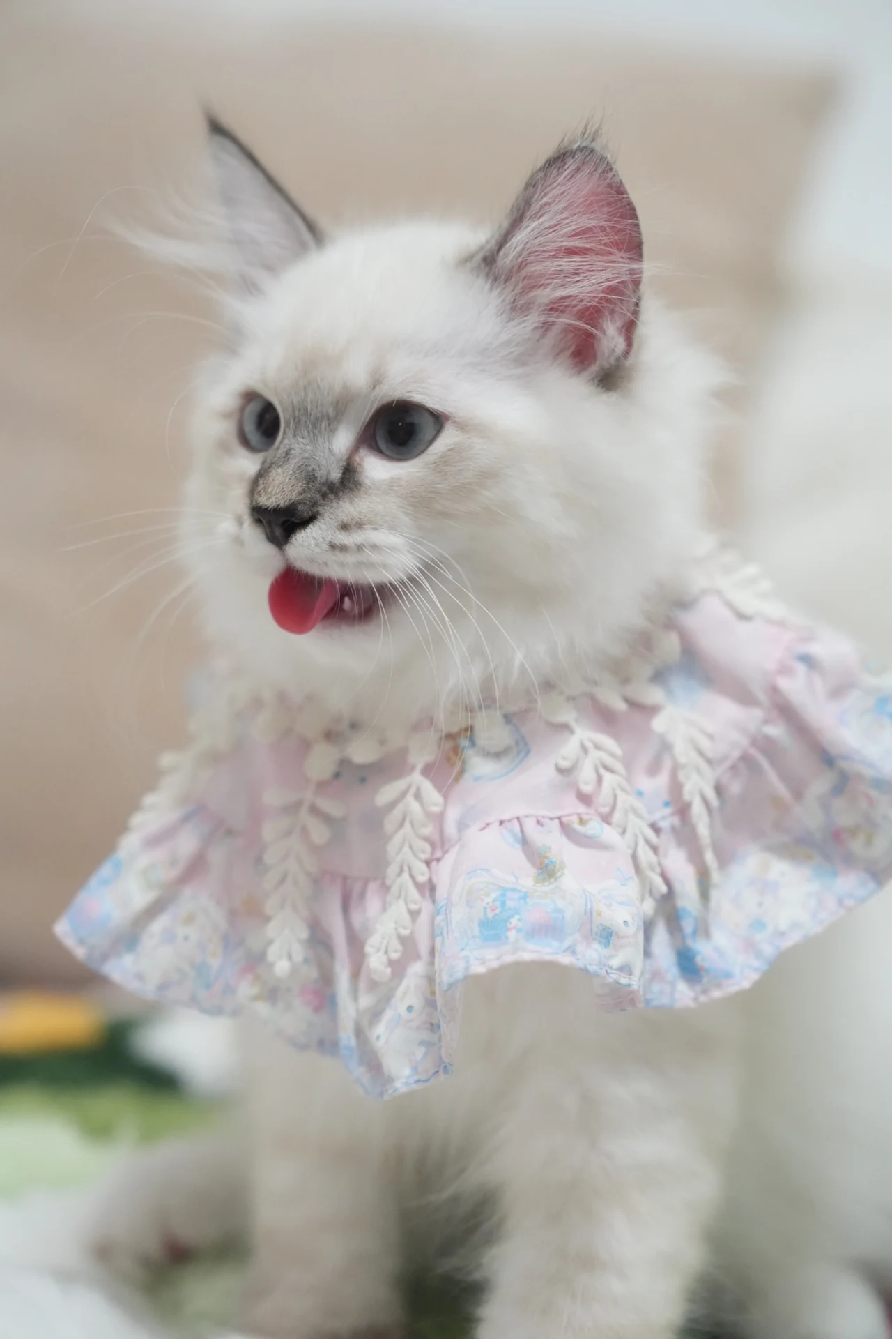 西伯利亚森林猫的日常照片